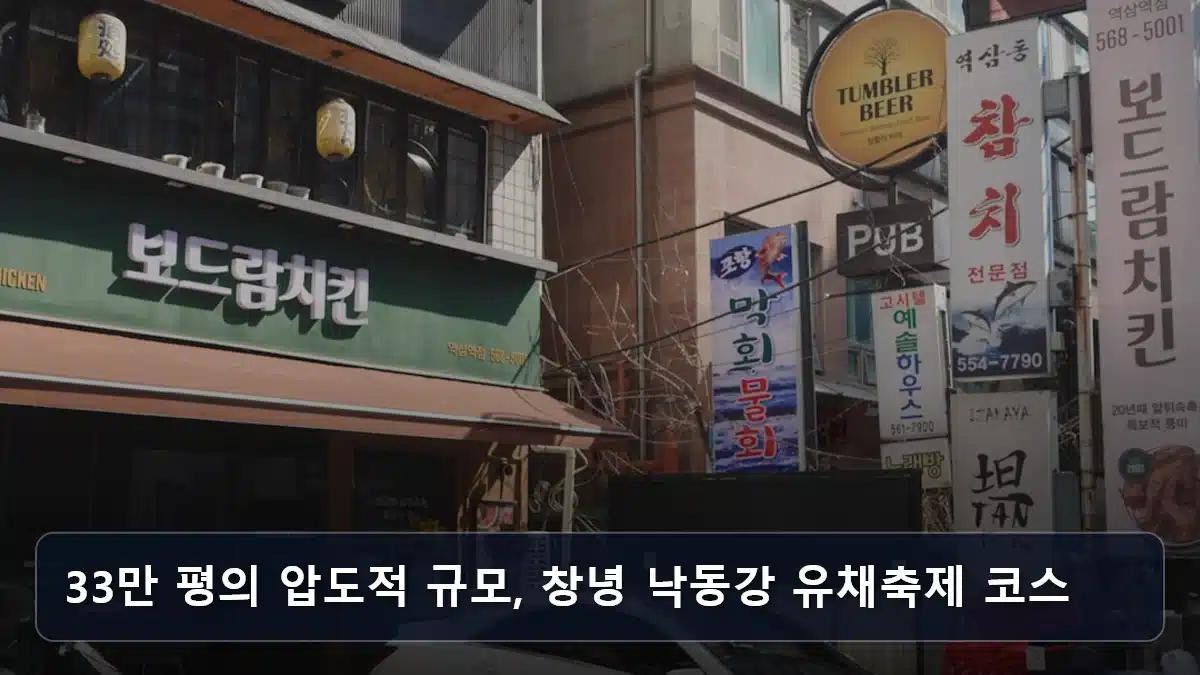 33만 평의 압도적 규모, 창녕 낙동강 유채축제 코스 관련 이미지