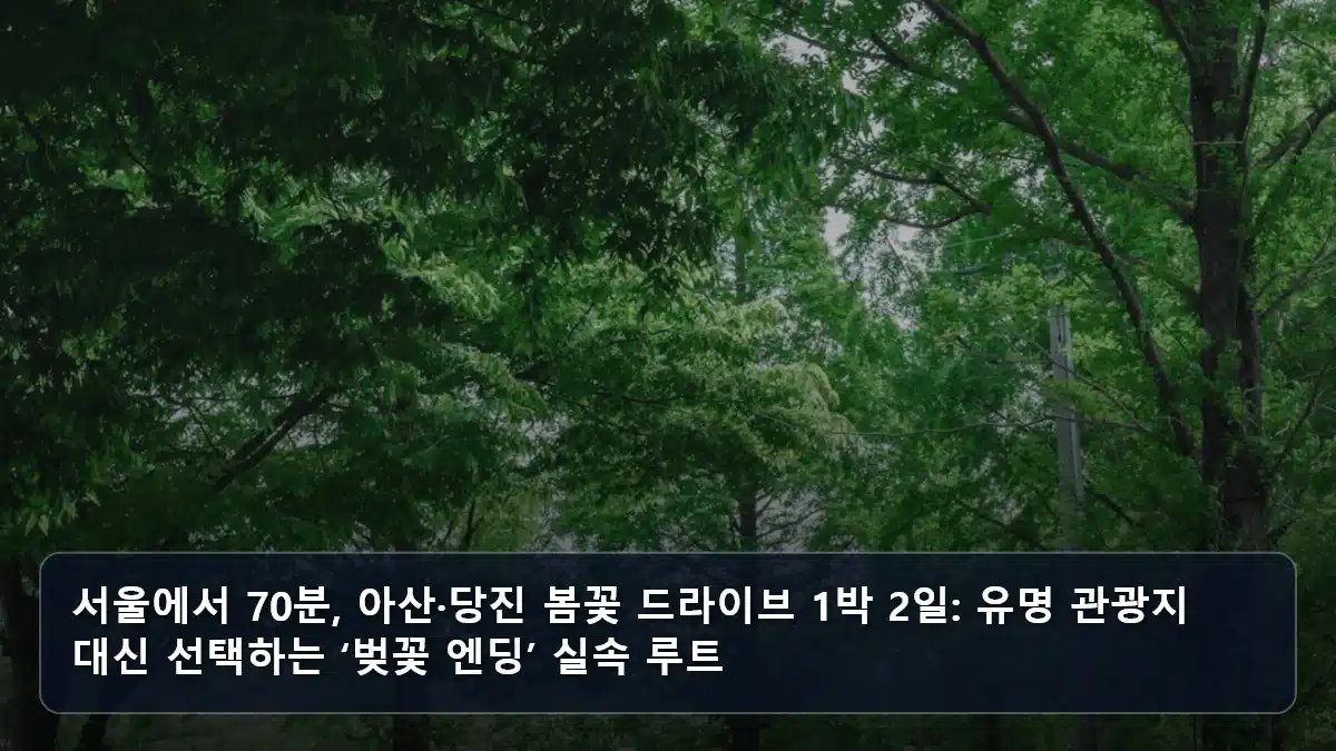 서울에서 70분, 아산·당진 봄꽃 드라이브 1박 2일: 유명 관광지 대신 선택하는 ‘벚꽃 엔딩’ 실속 루트 관련 이미지